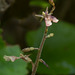 Neottia smallii (Appalachian Twayblade orchid)