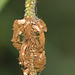 Carex Pendula with Fungi
