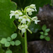 Gymnadeniopsis clavellata (Club-spur orchid or Small Green Woodland orchid)