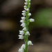 Goodyera repens (Dwarf Rattlesnake Plantain orchid)