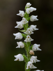Goodyera repens (Dwarf Rattlesnake Plantain orchid)
