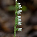Goodyera repens (Dwarf Rattlesnake Plantain orchid)