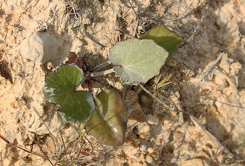 Colts Foot Tussilago farfara