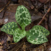 Goodyera repens (Dwarf Rattlesnake Plantain orchid) leaves