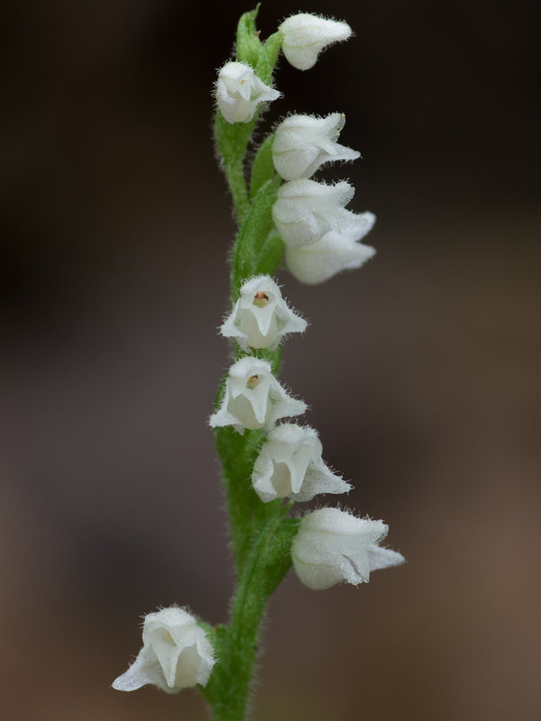 Goodyera repens (Dwarf Rattlesnake Plantain orchid)