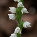 Goodyera repens (Dwarf Rattlesnake Plantain orchid)