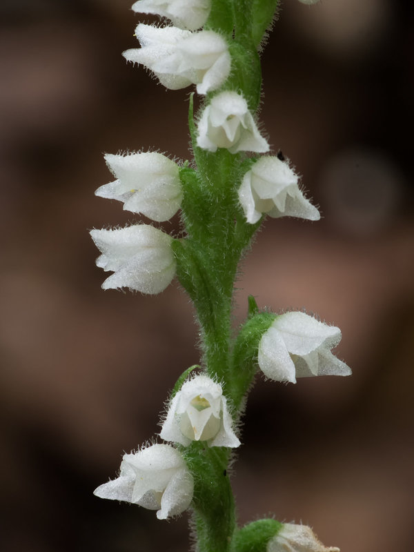 Goodyera repens (Dwarf Rattlesnake Plantain orchid)