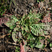 Oenothera