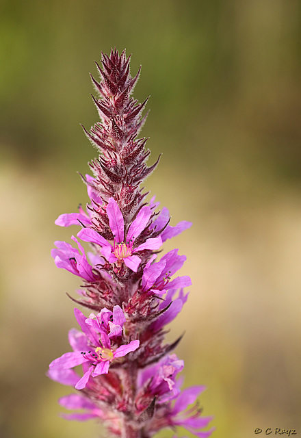 Purple Loosestrife Lythrum salicaria