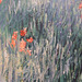 Detail of Path on the Island of St. Martin, Vetheuil by Monet in the Philadelphia Museum of Art, January 2012