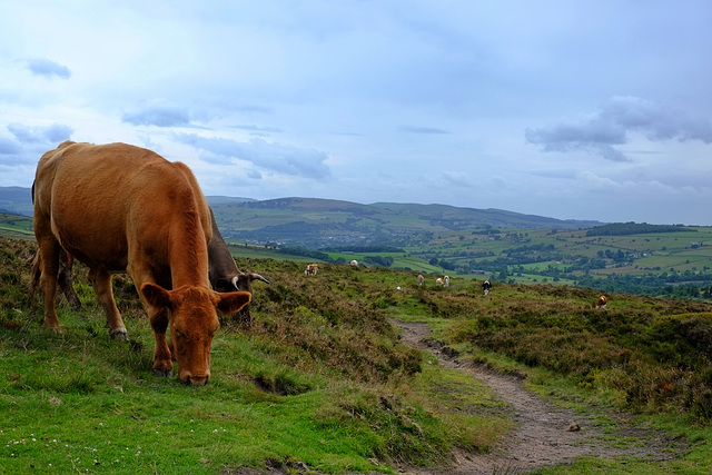 Cows on the path