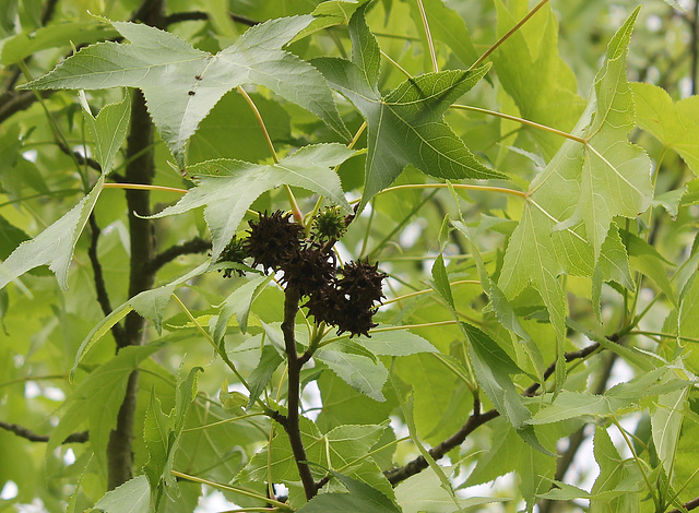 Fruits de Liquidambar