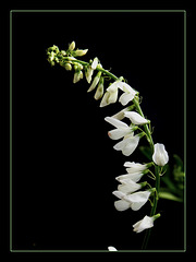 Galega officinalis -forme blanche