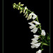 Galega officinalis -forme blanche