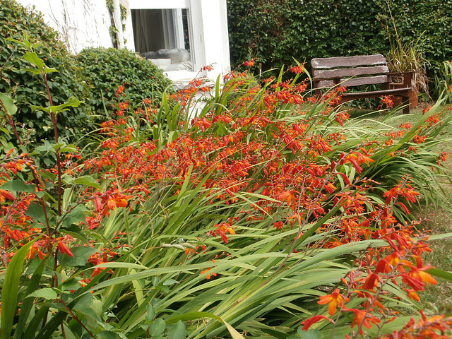 Riot of orange in the garden