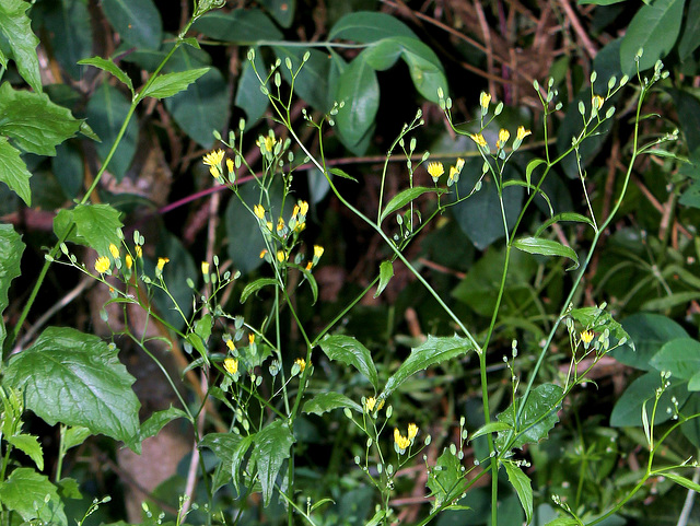 Lapsana communis
