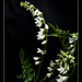 Galega officinalis -forme blanche