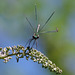 Libellule - Caloptéryx splendens sur fleur de buddleia