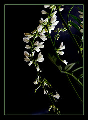 Galega officinalis -forme blanche