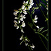 Galega officinalis -forme blanche