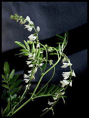 Galega officinalis -forme blanche