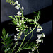 Galega officinalis -forme blanche