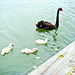 Mother Swan and Her Baby Cygnets