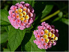 Duo de Lantana