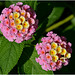 Duo de Lantana