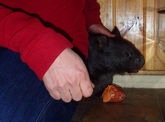 Shanus the wombat joey