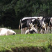 Cows lying languidly in the warmth