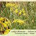 Lady's Bedstraw - Cuckmere Haven - 7.7.2014