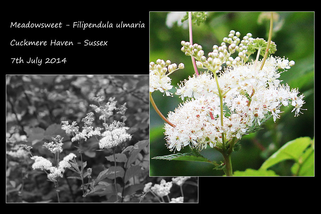 Meadowsweet - Cuckmere Haven - 7.7.2014