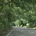 A gorgeous avenue of trees - a typical Devon road