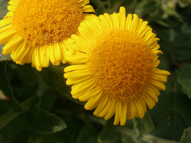 An unusual daisy flower on the clifftop