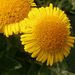 An unusual daisy flower on the clifftop