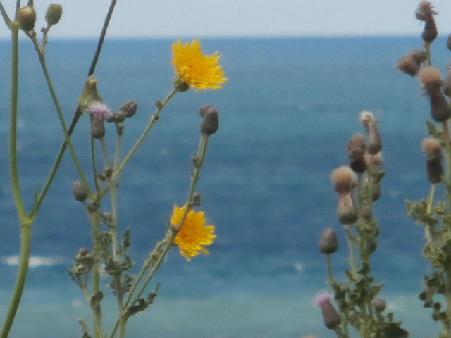 More wildflowers on the cliffs