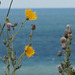 More wildflowers on the cliffs