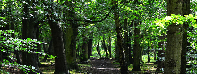 Gosforth Woods,Newcastle