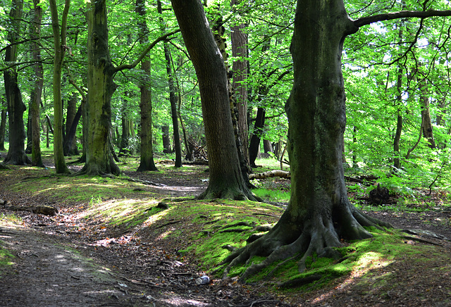 Gosforth Woods,Newcastle