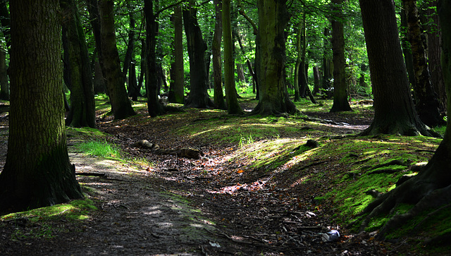 Gosforth Woods,Newcastle