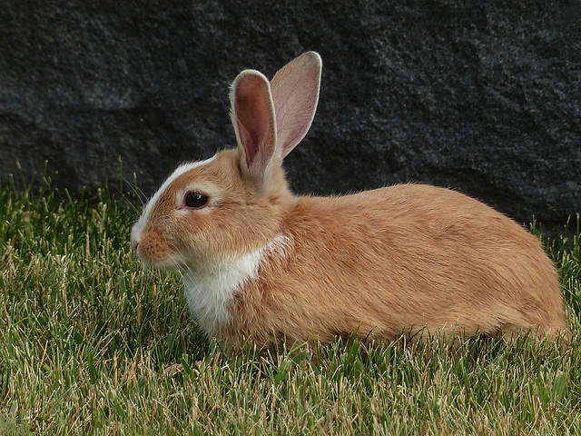 Wild European Rabbit