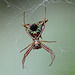 Spider day continues