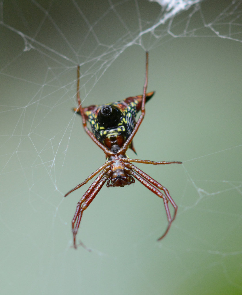 Spider day continues