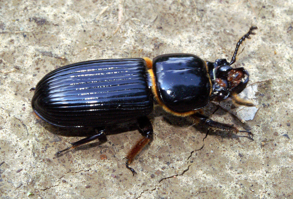 horned passalus beetle