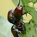 A Japanese beetle scrum