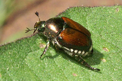 Japanese Beetle