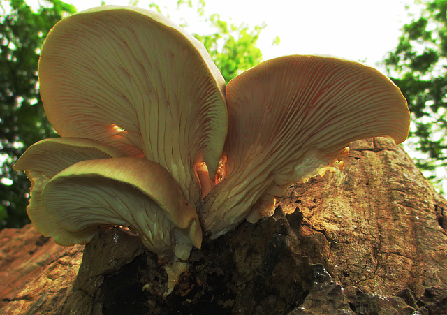 Branching Oyster, Pleurotus cornucopiae (possibly)