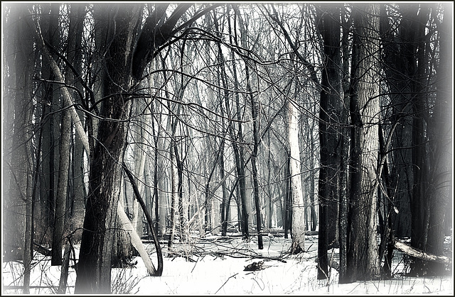 Winter Forest