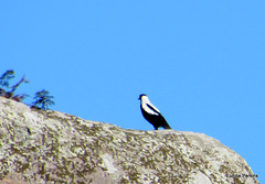 Magpie on a Rock